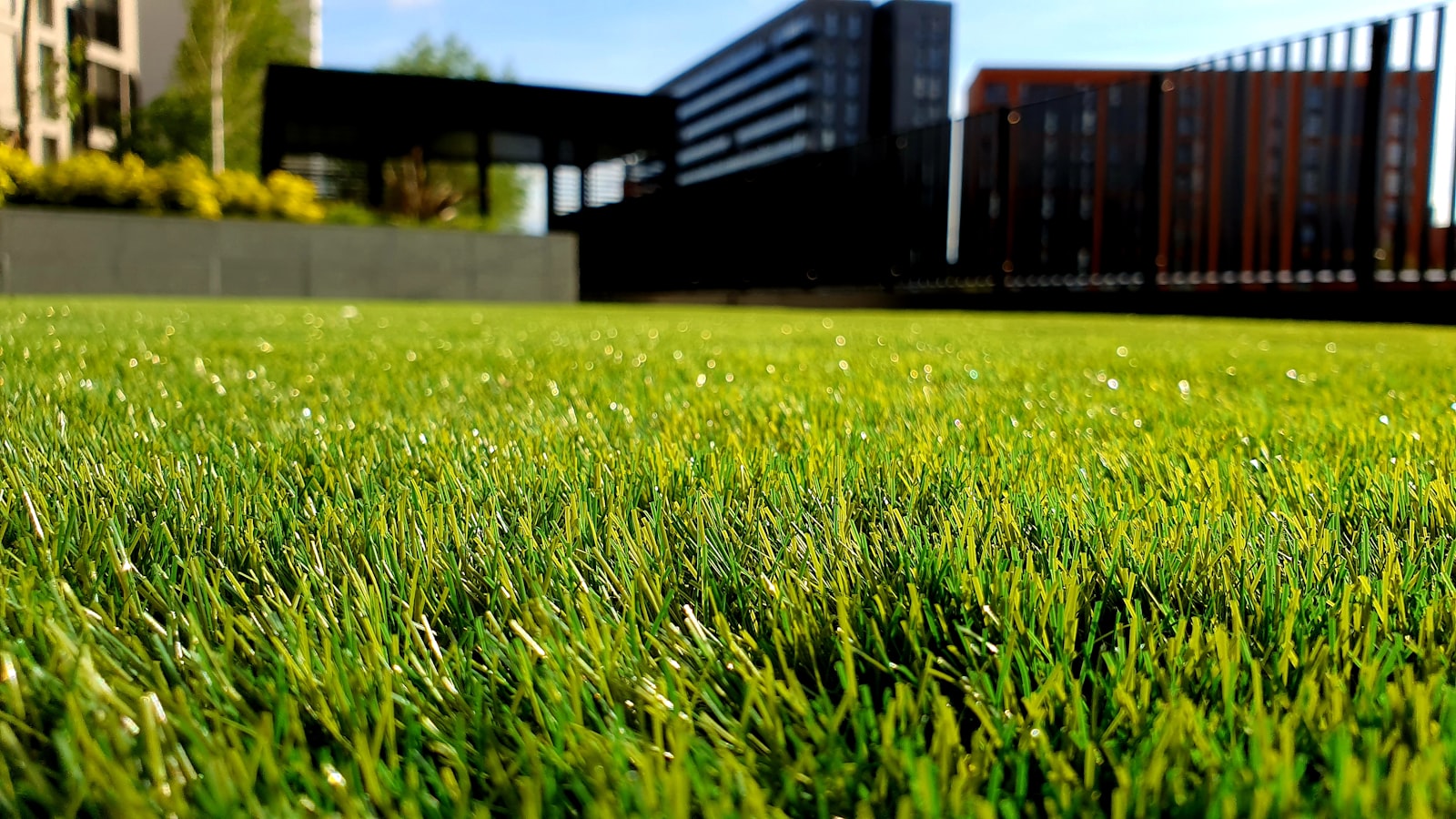 Close-up of a thick, healthy green lawn in a Southern Utah yard