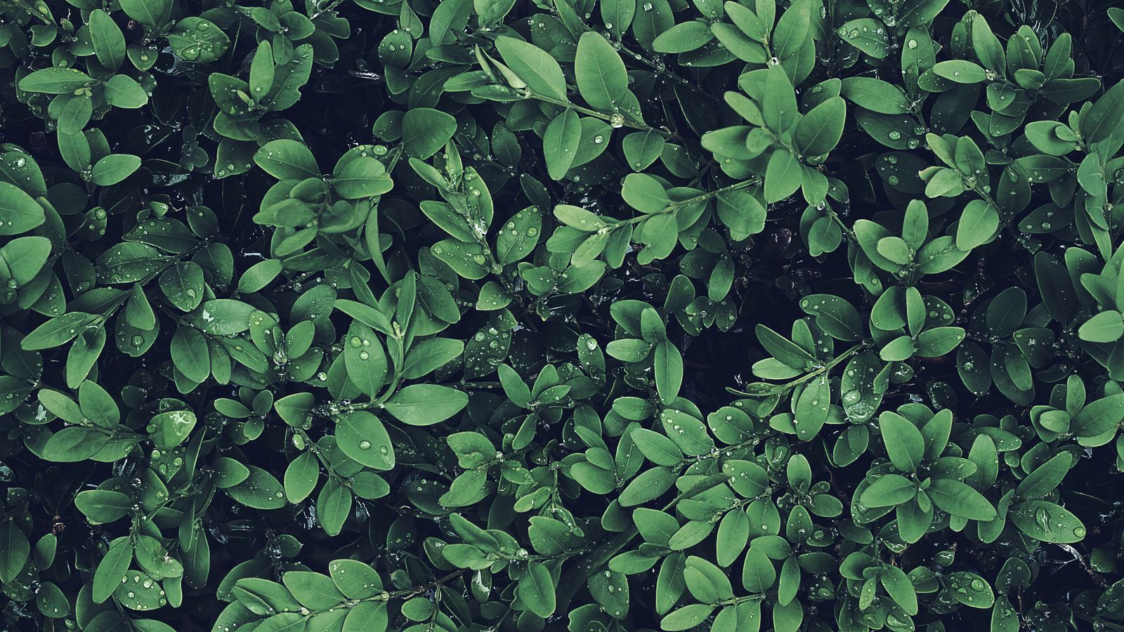 Lush, dewy green shrub foliage trimmed and healthy
